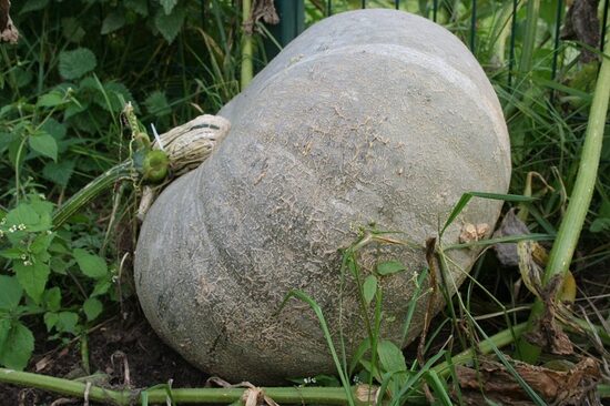 Šokolādes ķirbis (ķirbju sēkklas)